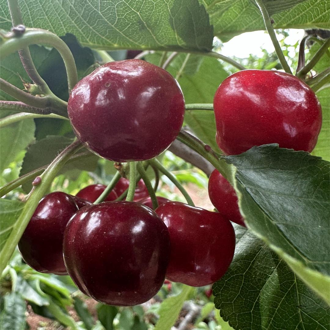 攀西镜源阳光果园