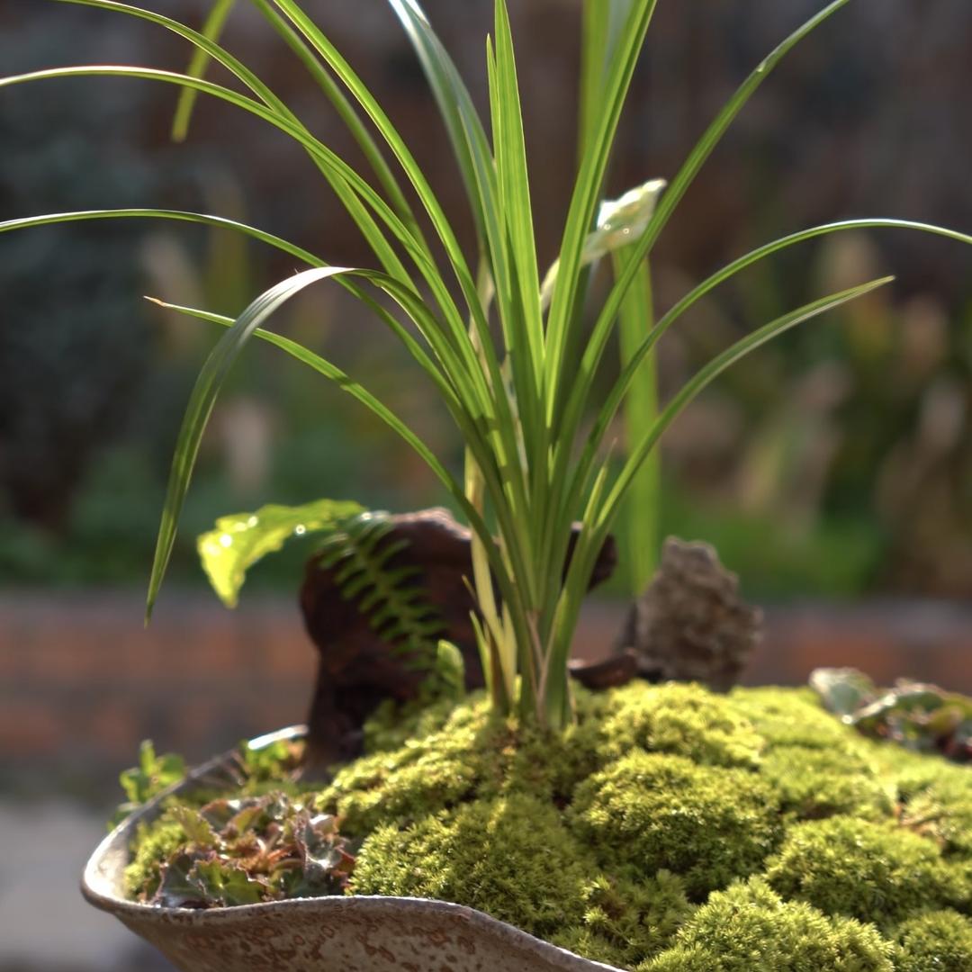 嘴笨的兰花生产者