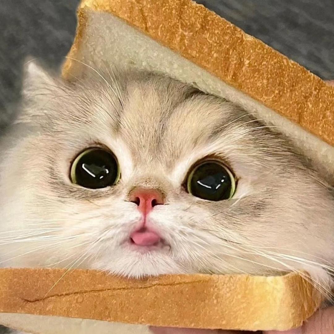 小猫爱吃鱼