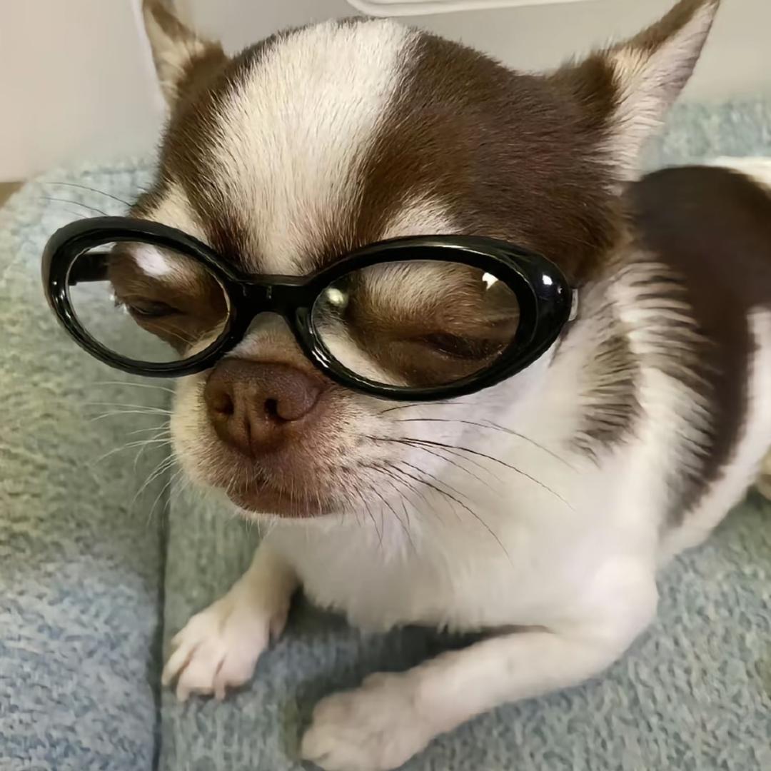 戴眼镜的吉娃娃