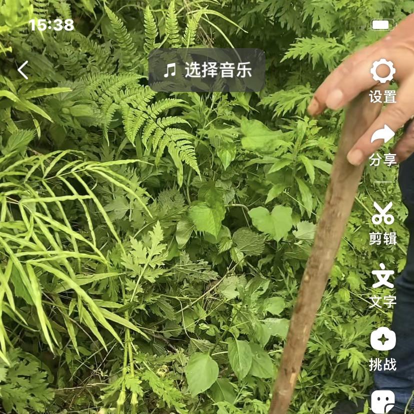 维新雅梦琪