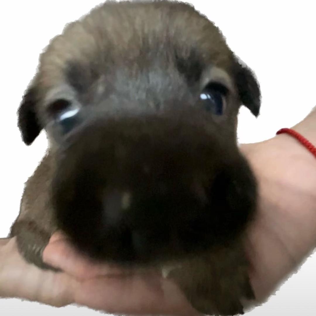 一起养只狗