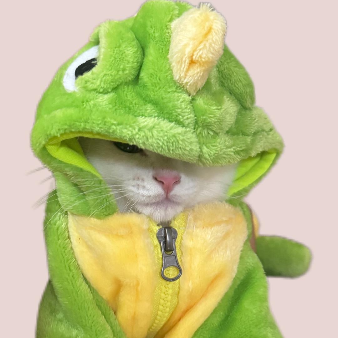 战斗咪奇🐱