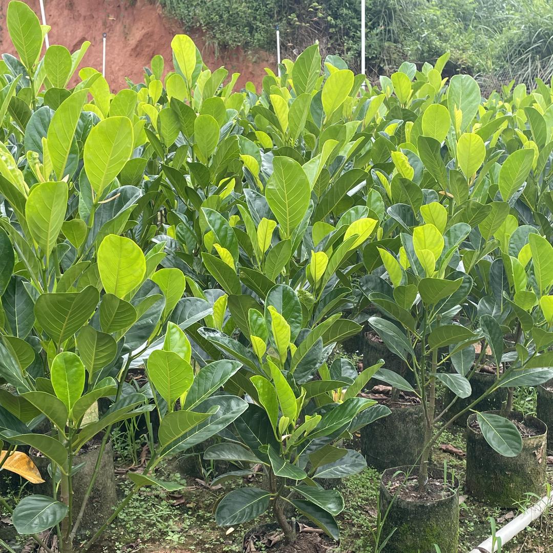 常润果苗臻选阁