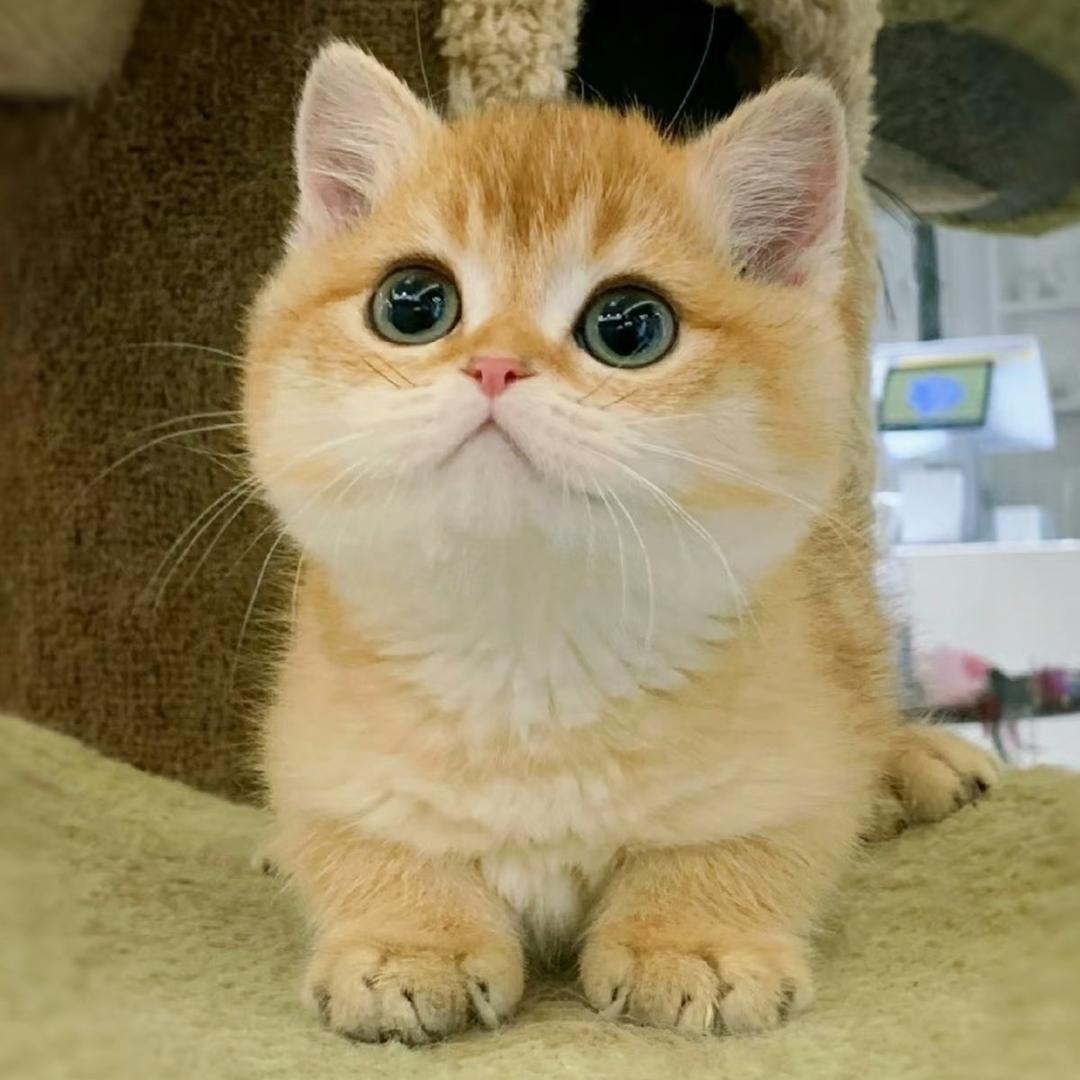 SWEET