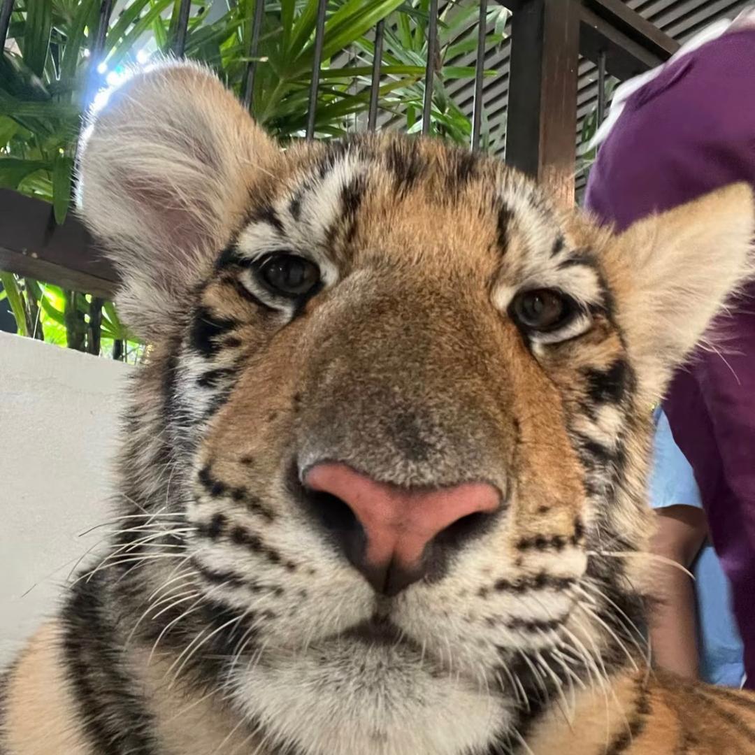 Tiger🐾