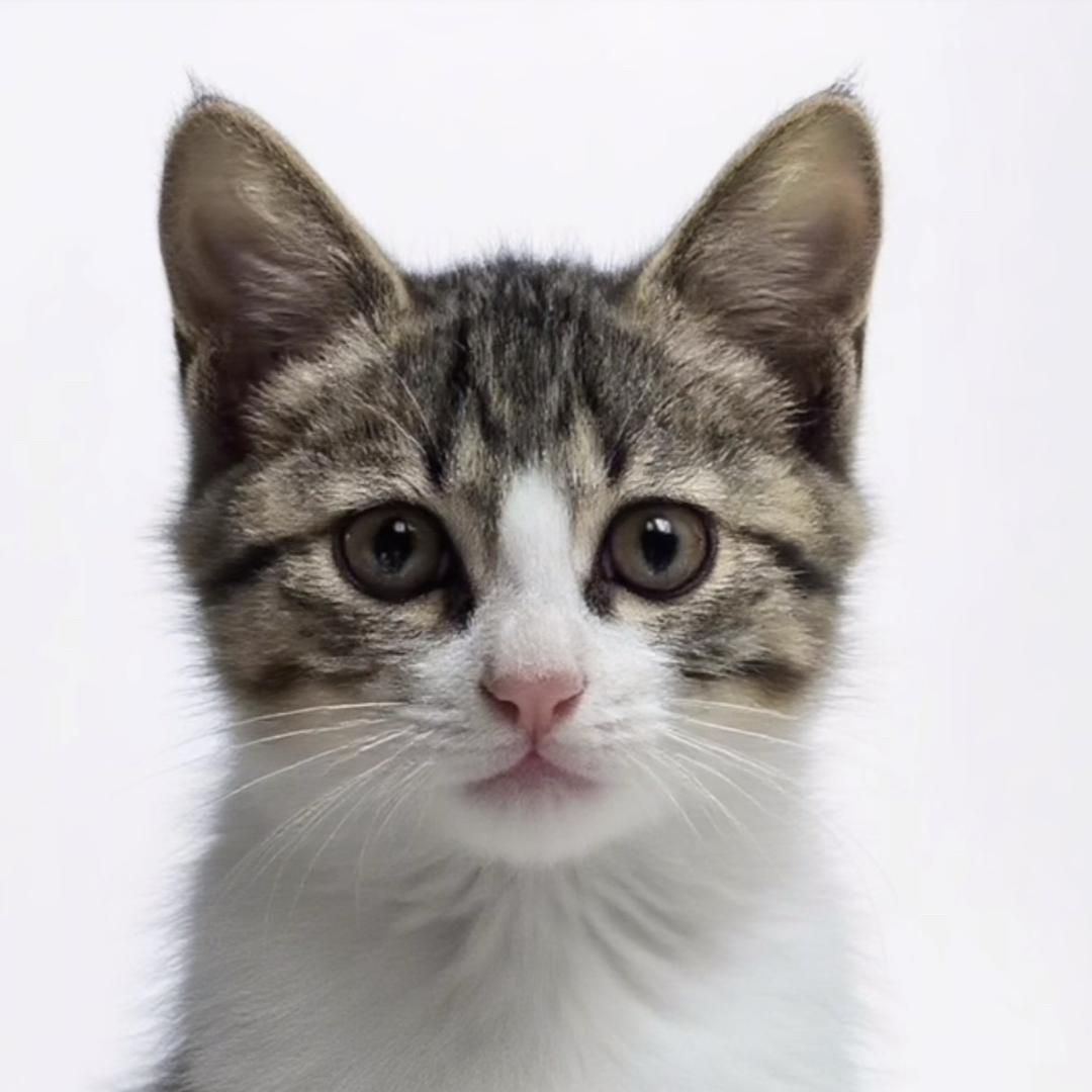 小猫咪咪