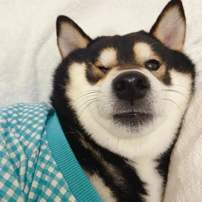 孟家迪黑柴