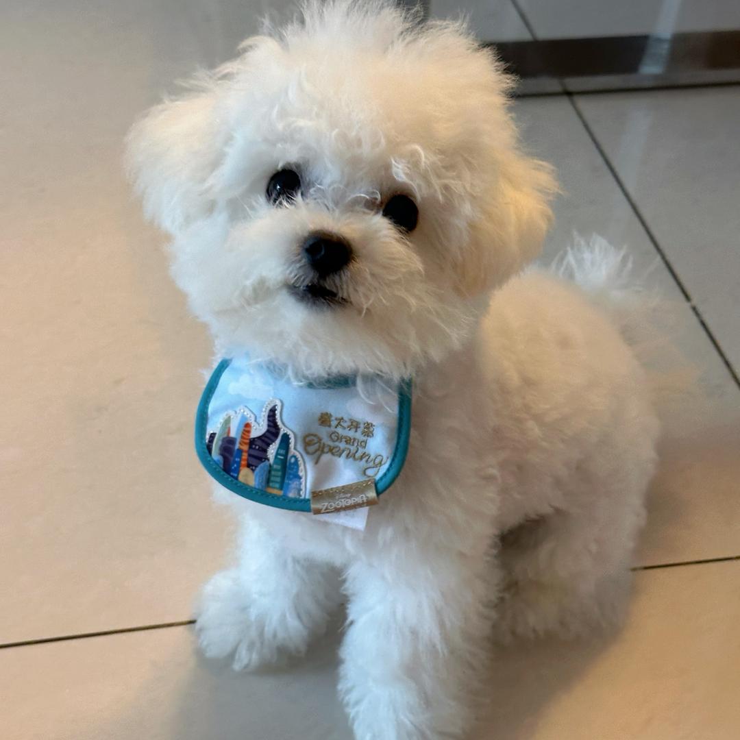 旺仔日记🐾