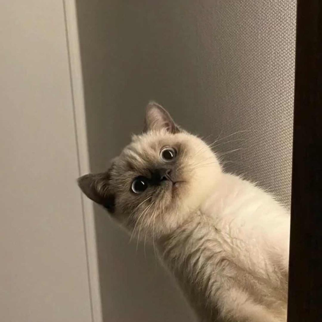 🐾熊爵玮先森