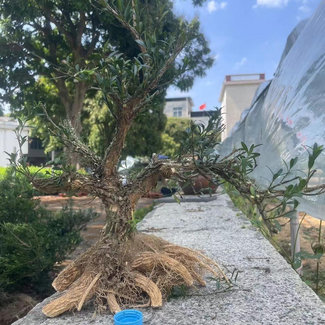 锦蓬苑盆景园艺