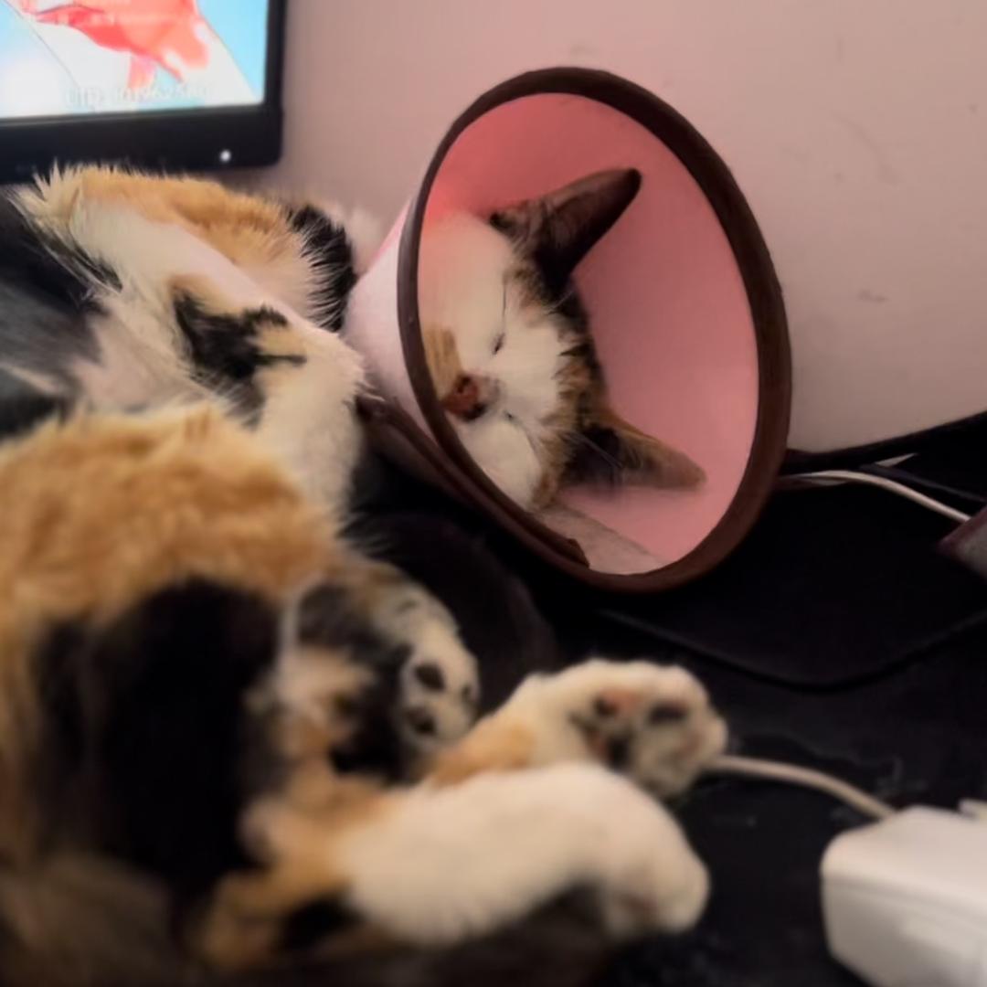 只属于