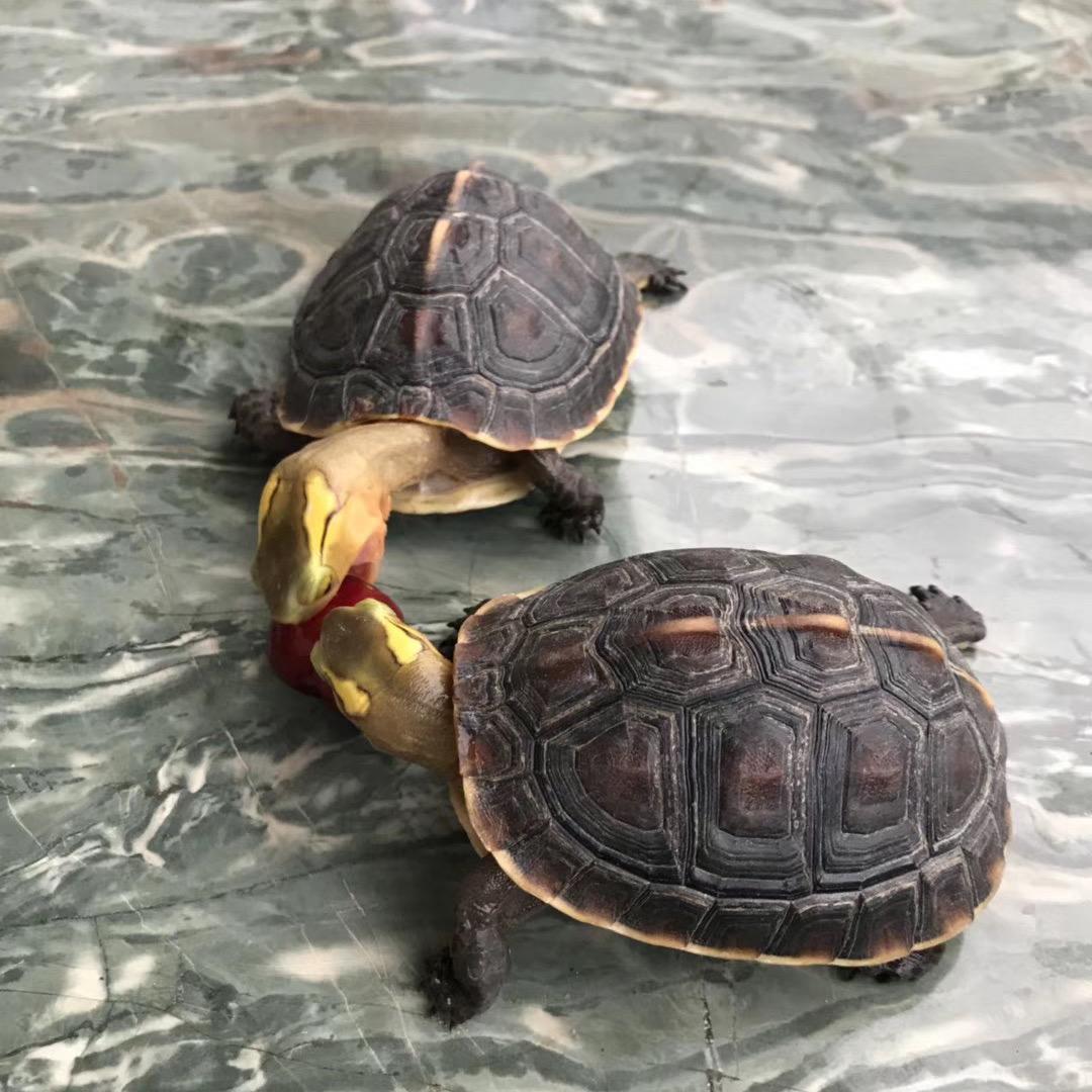 用户鸿丰