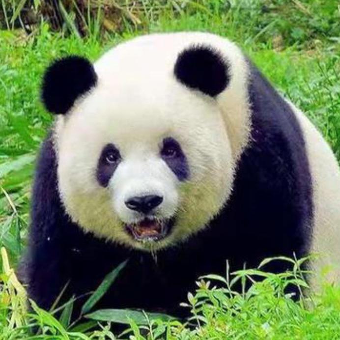 🐼熊貓竞技解说