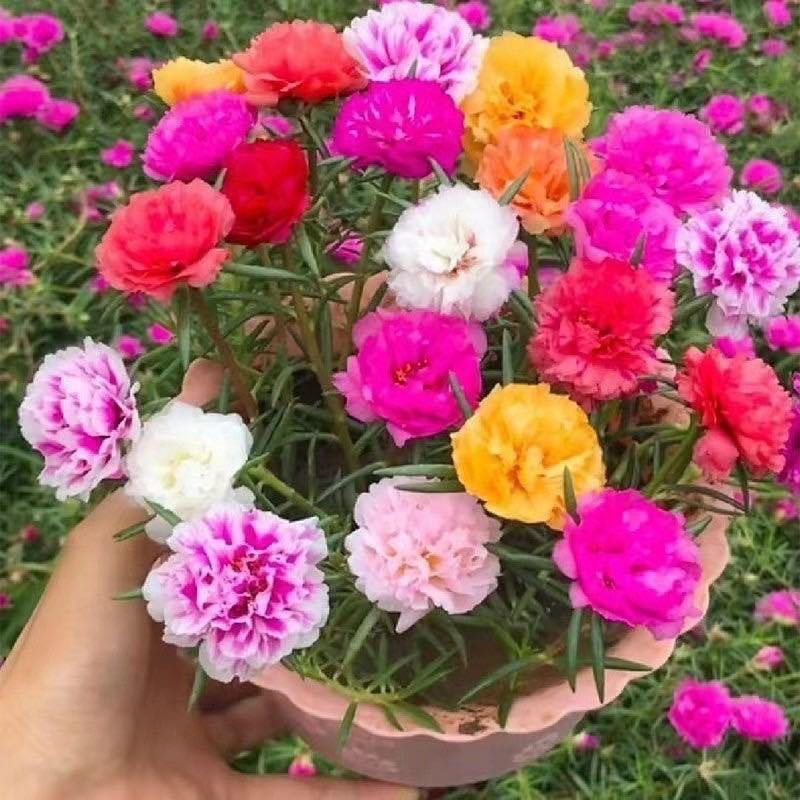 清新小花园1