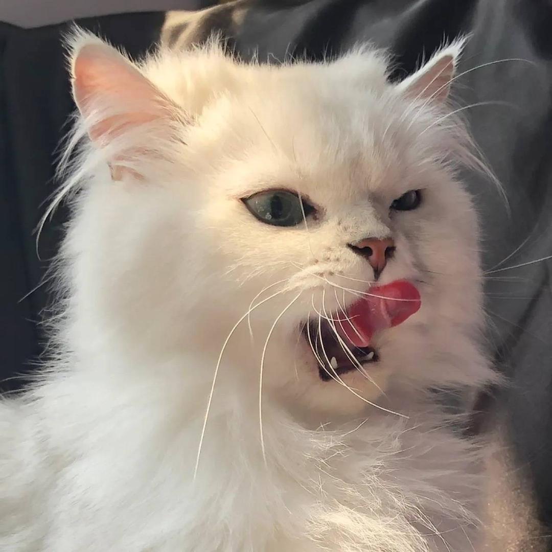 弈语