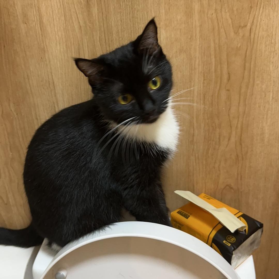 饼饼不是小哑巴