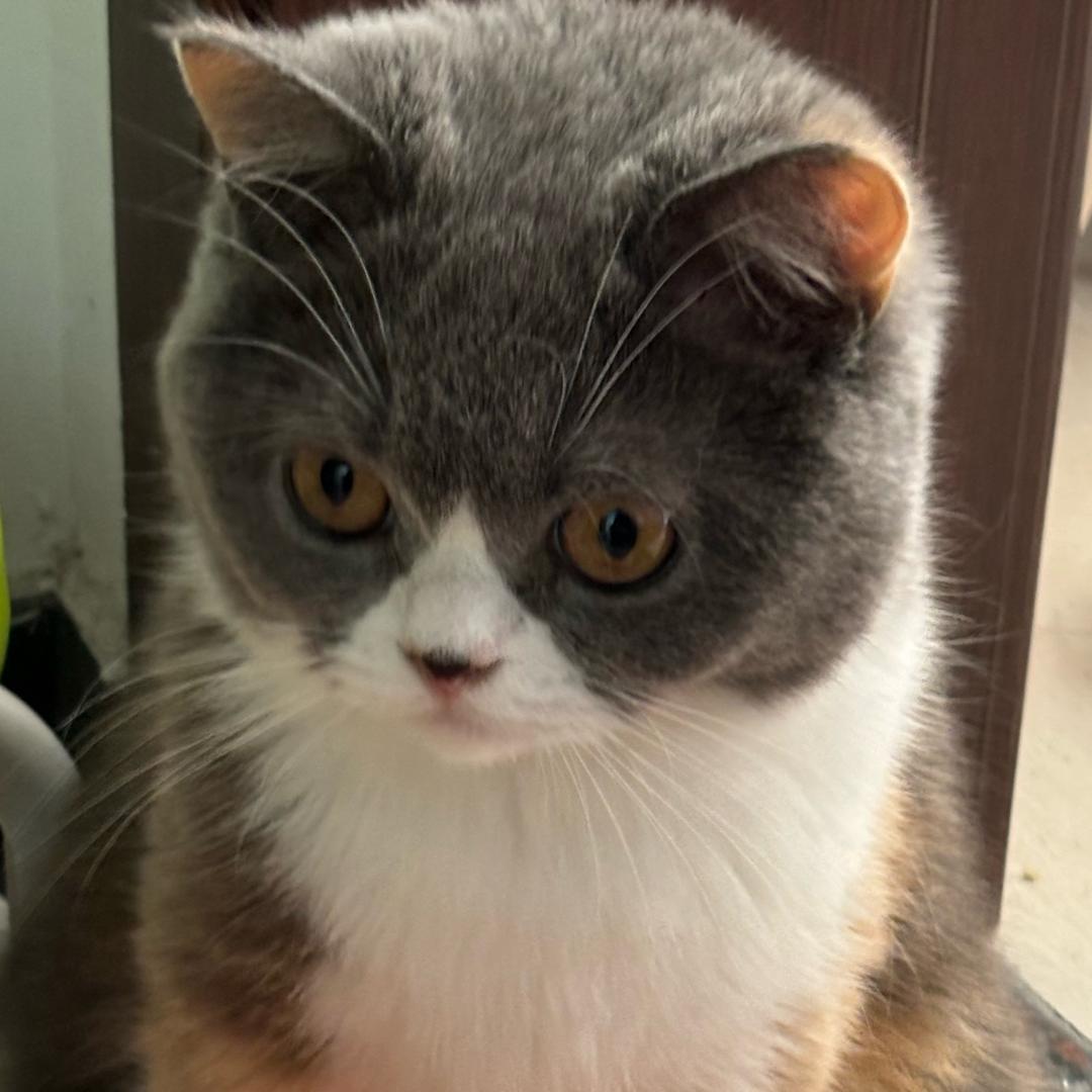 kki