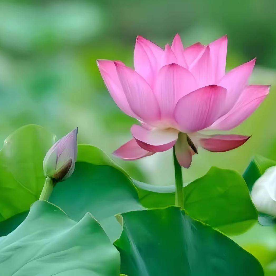 东北人在江苏的张姨
