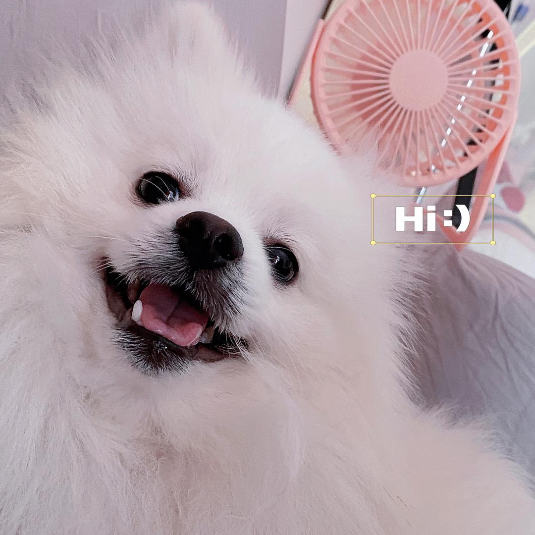avivi