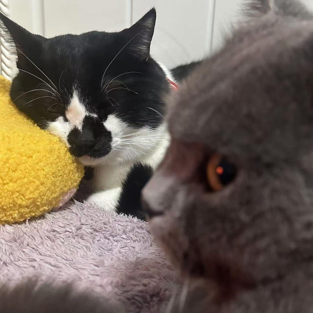 新鲜猫屎熬米汤