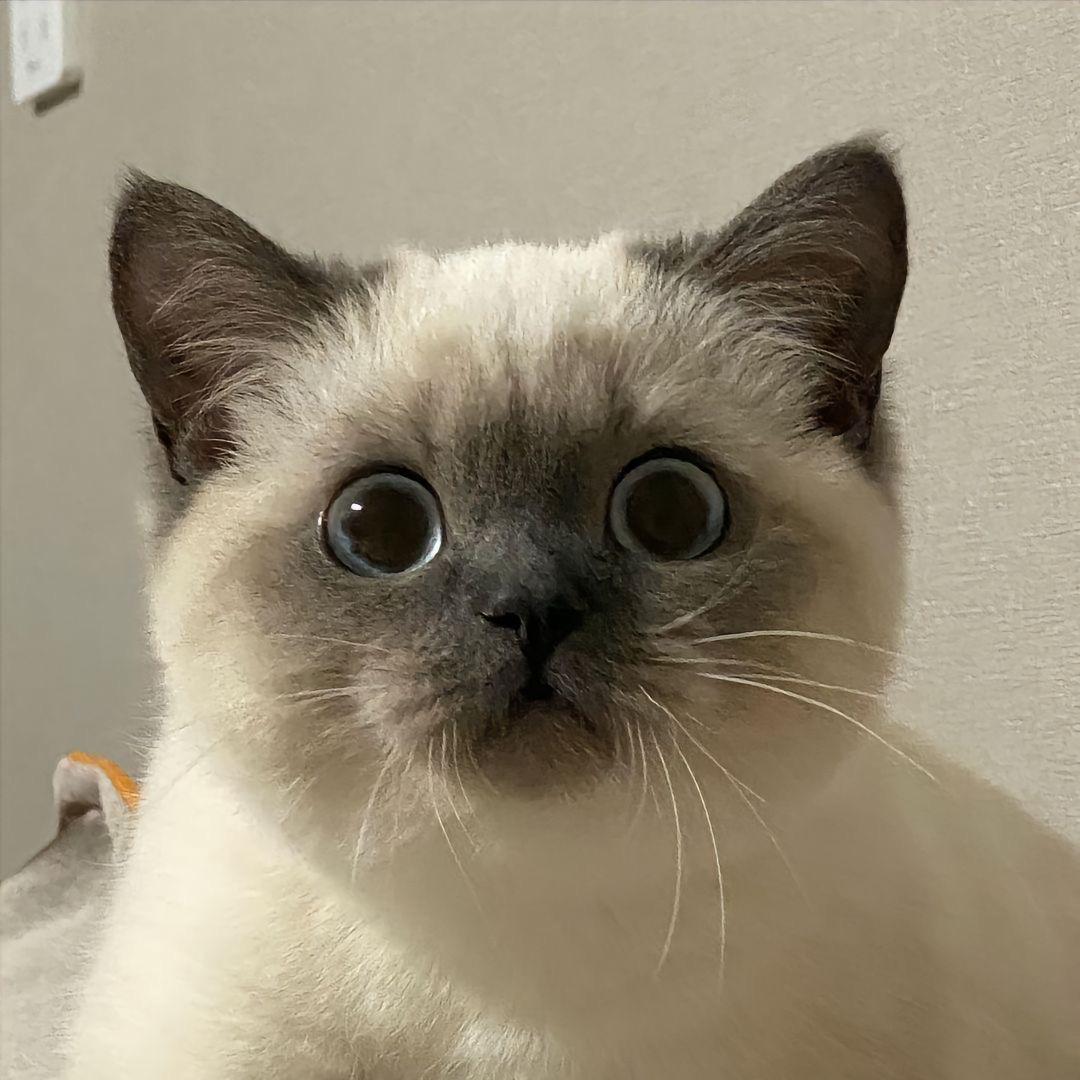 山贼