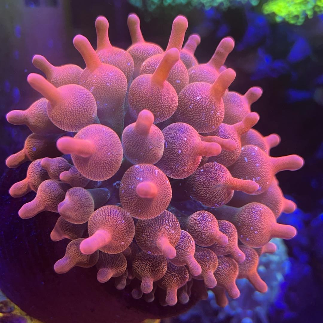小华同学玩海缸