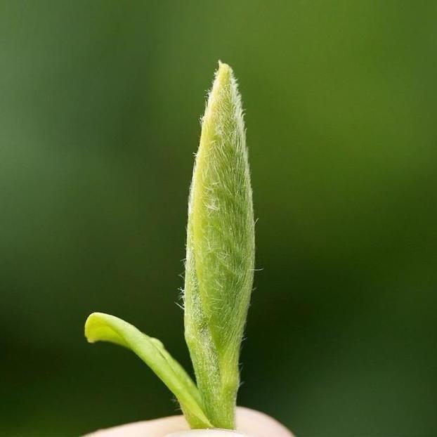 绿与红茶叶