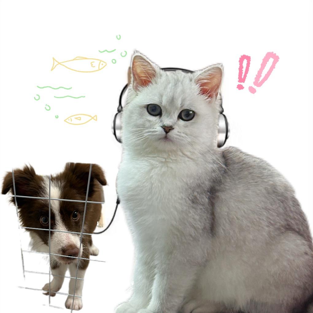 胖大海与团团呀