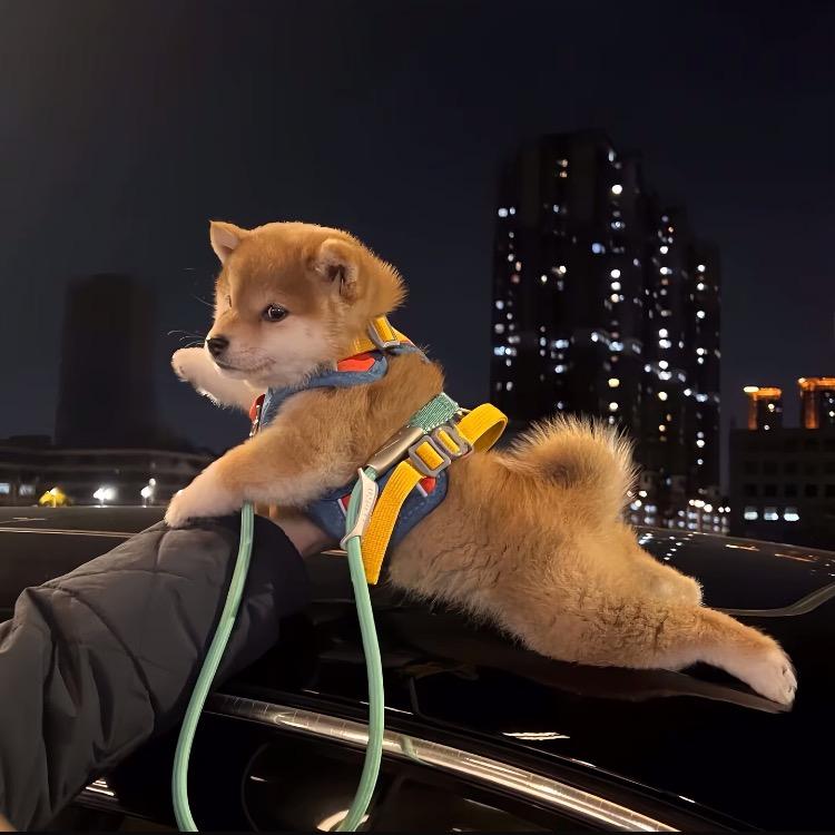 一只小猫4