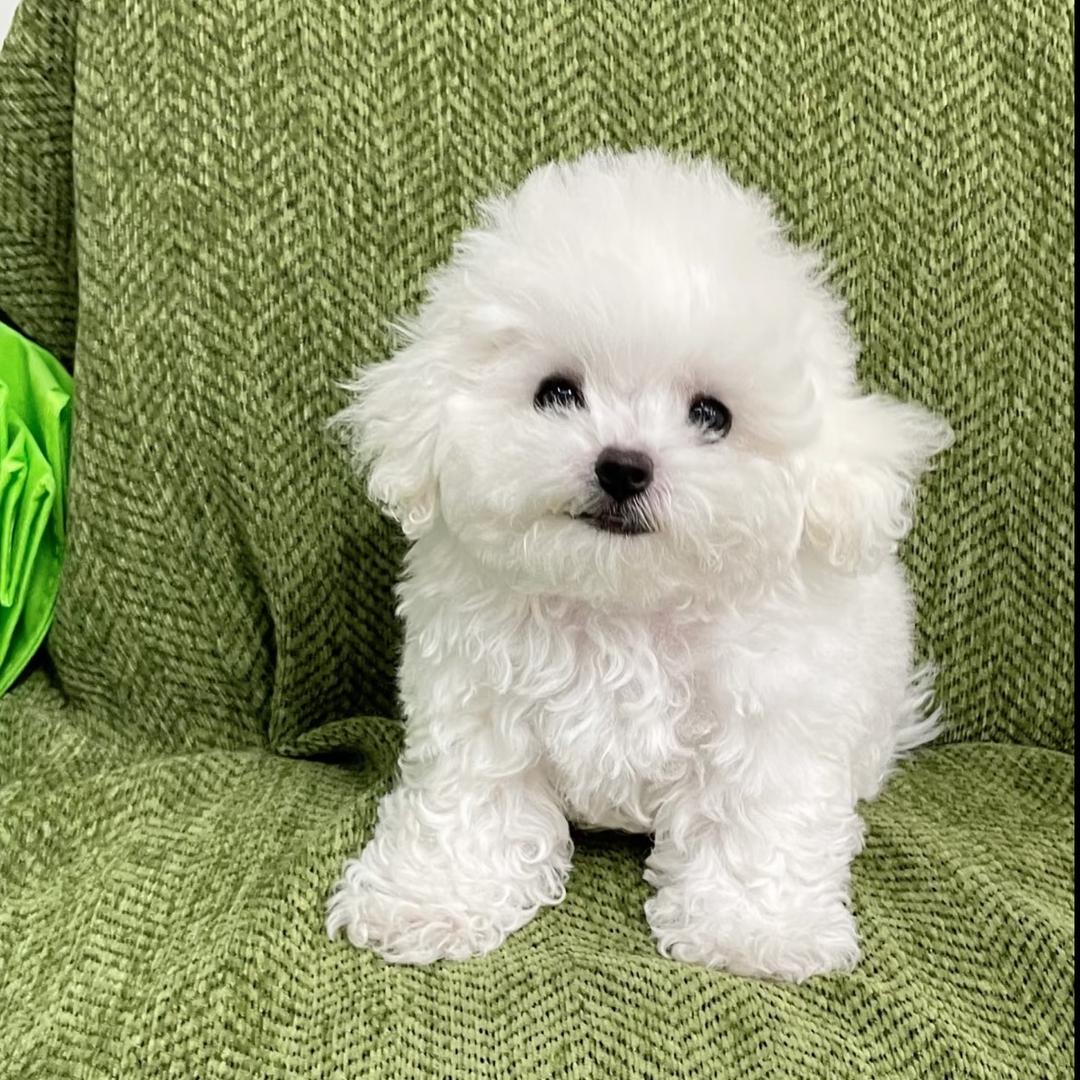 Lubby犬舍（要🐶私）