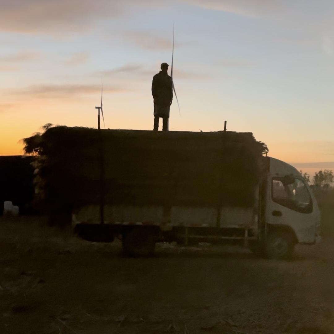 批发芦苇、纸扎用品