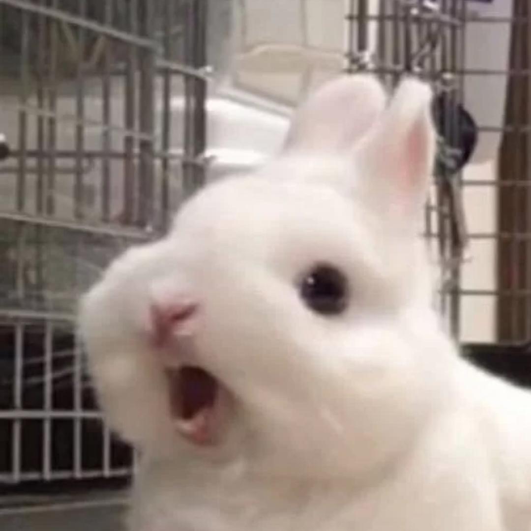 兔兔🐰