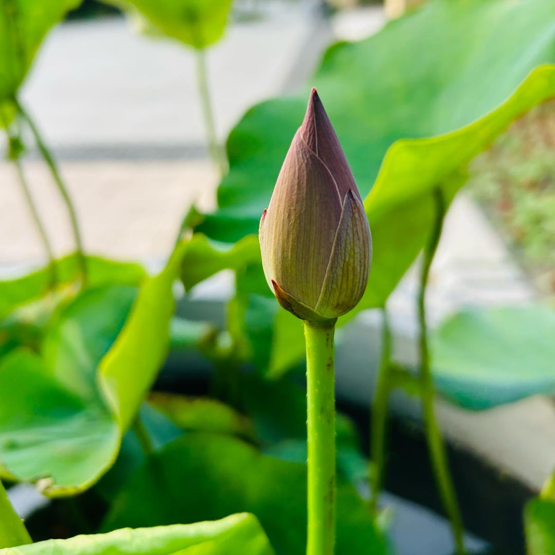 小鸡宝宝的公鸡妈妈