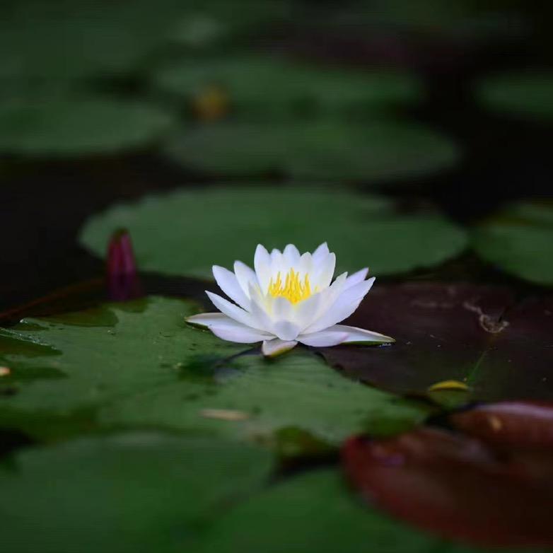 东方