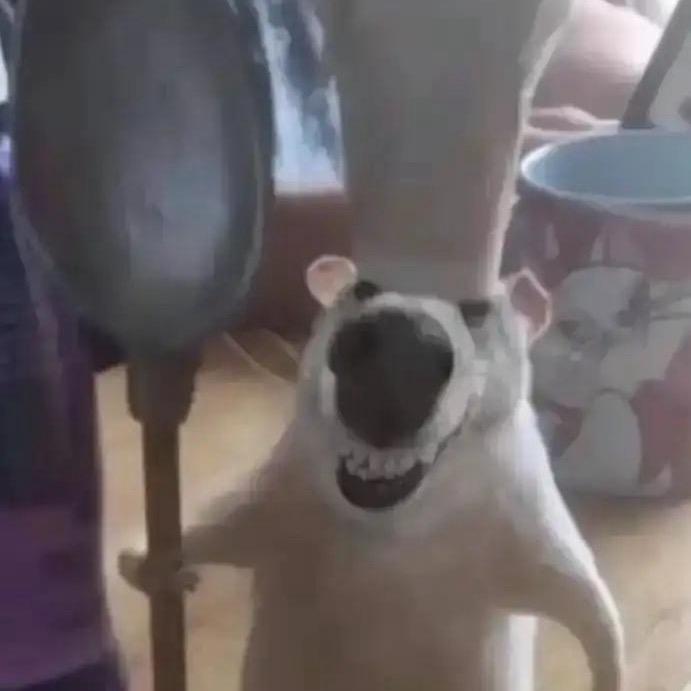 攒钱买张雪820摩旅的小池