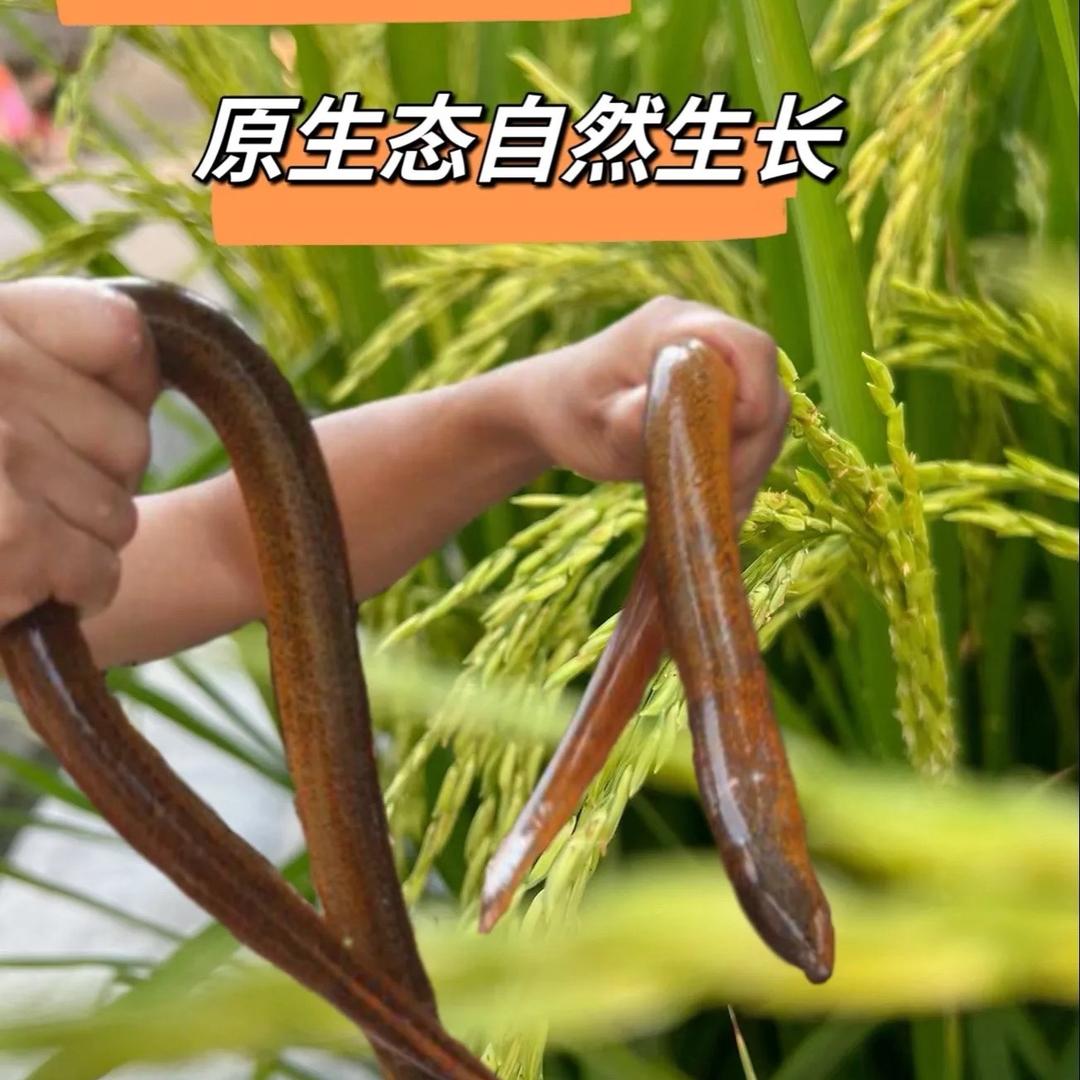 乡里人家