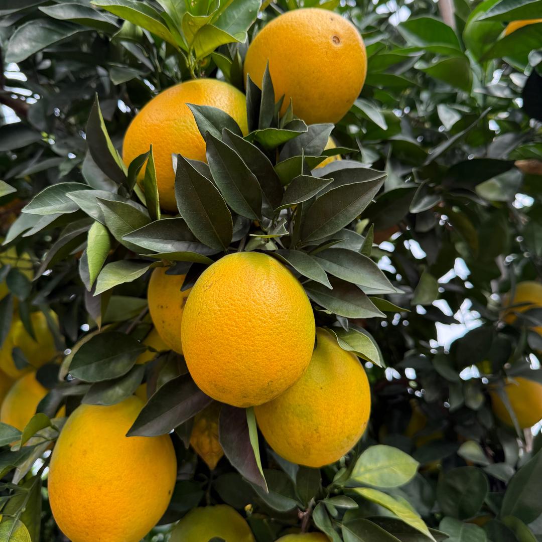 盒小马生鲜到家·东娱