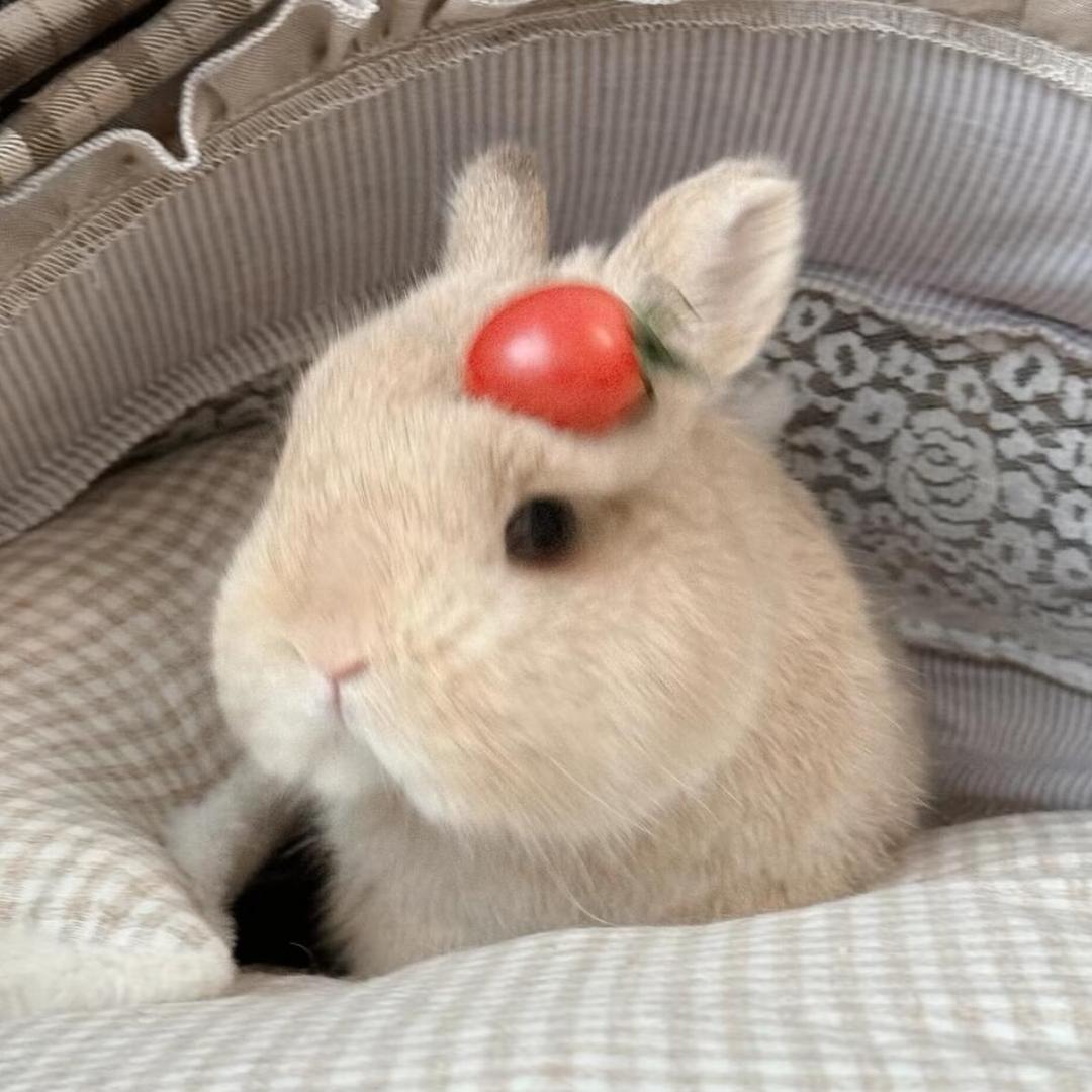 Tiki🐰