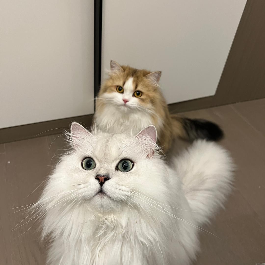 臭屁猪猪猪
