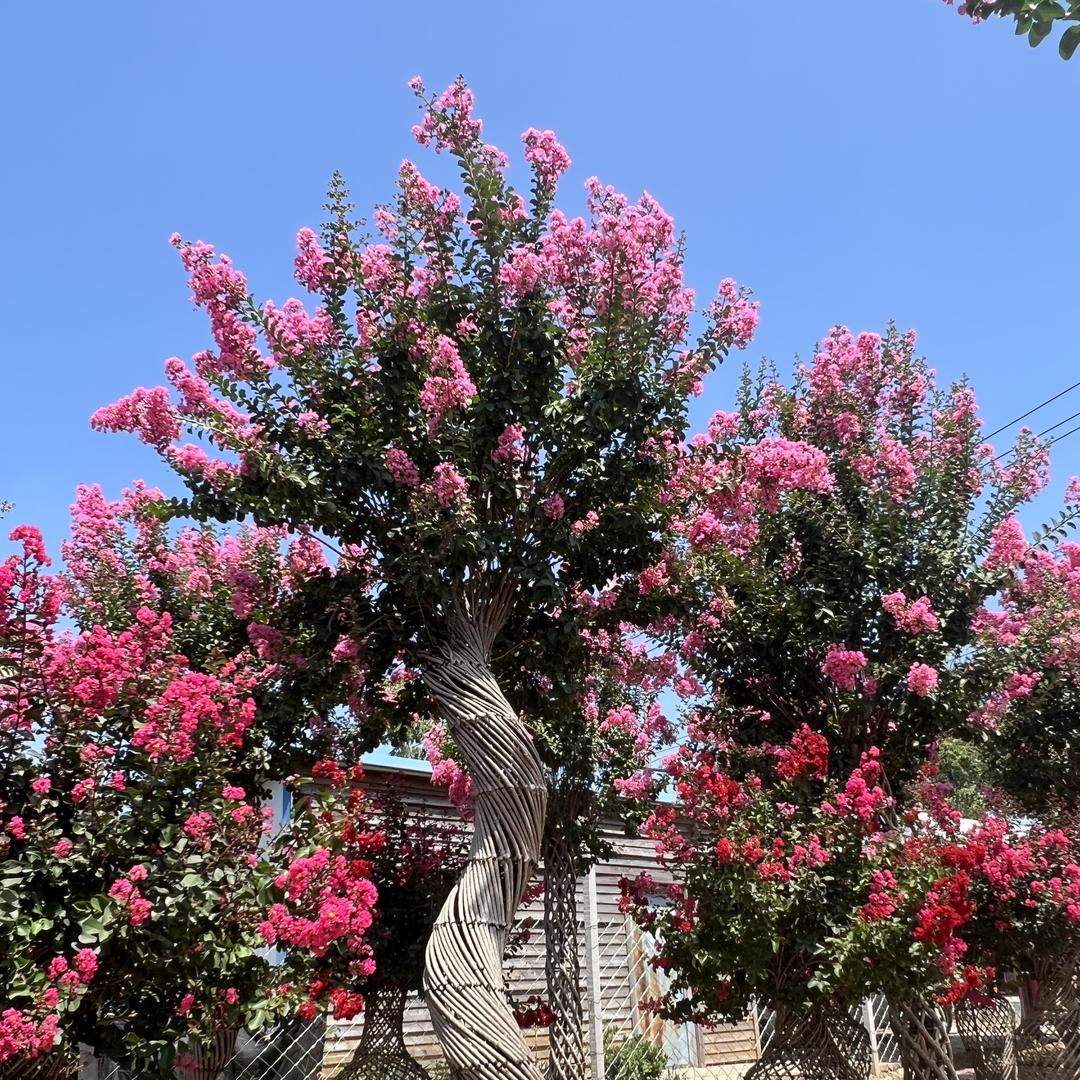 燕子花卉园艺888