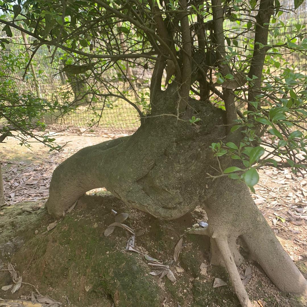 火棘映山红羊奶果生桩盆景