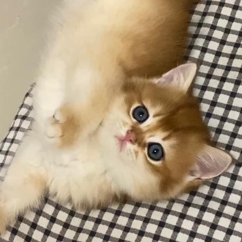 条条不是辣条🐱