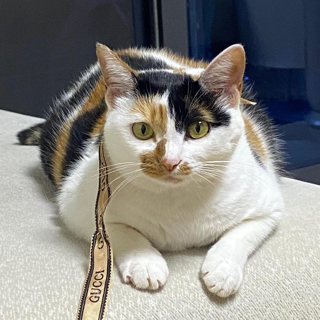 崽崽是只可爱猫