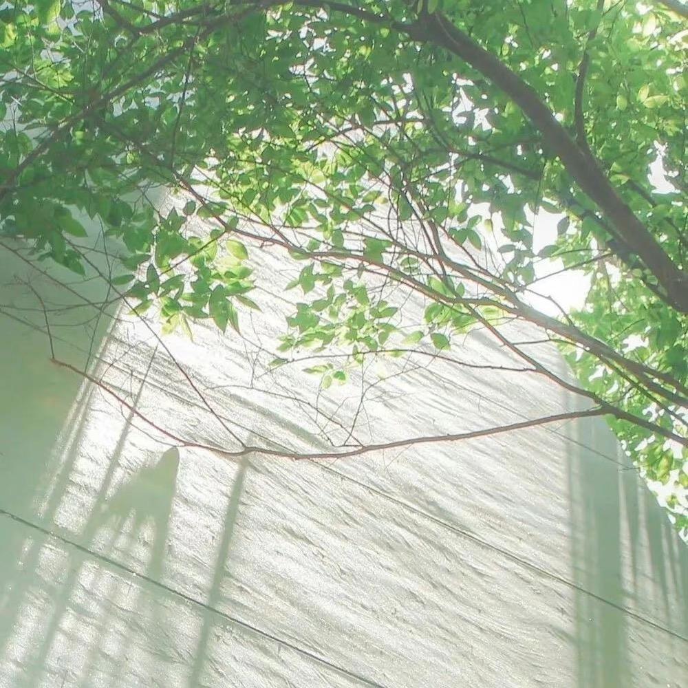 清茶✨（羊毛版）