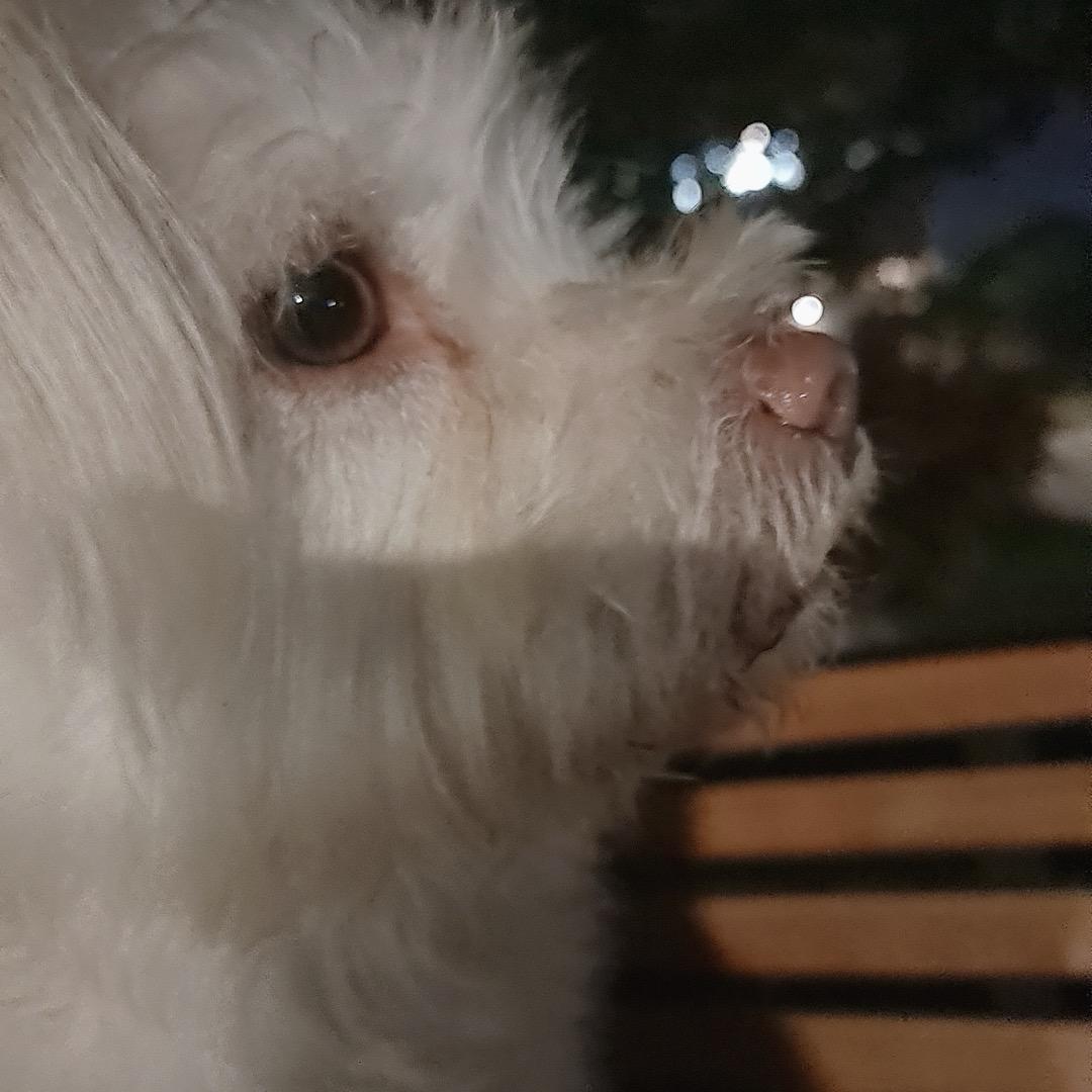 白白