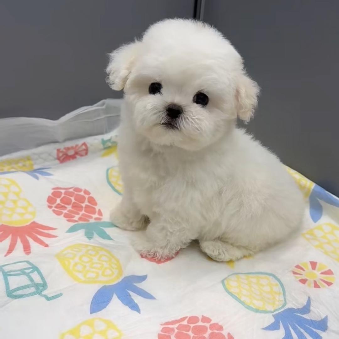 钱塘韩韩家宠物