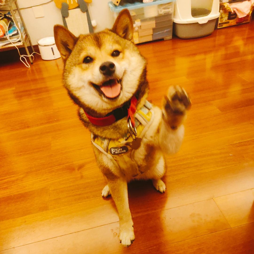 小肆和她的喵汪life