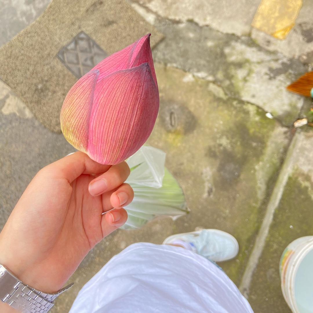 酱梓