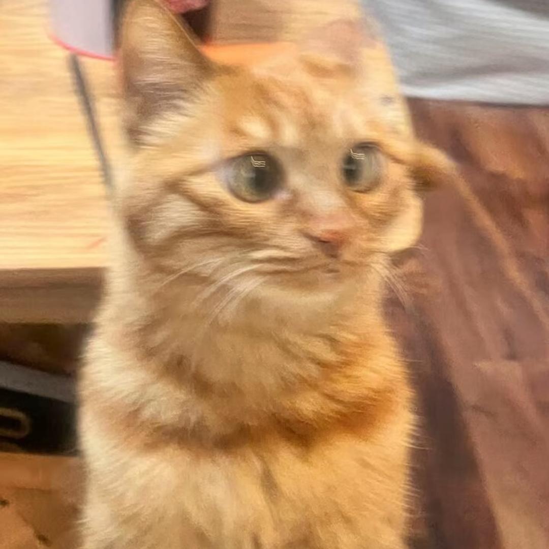 林益